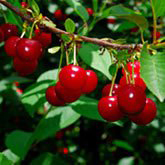 cherries