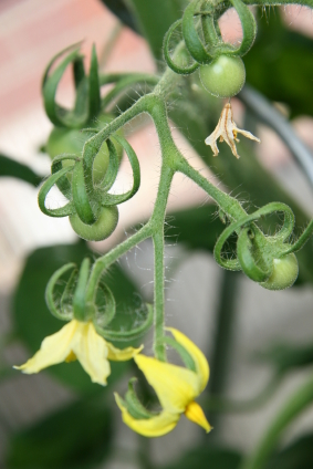 floweringtomato