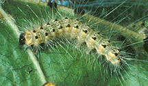 webworm