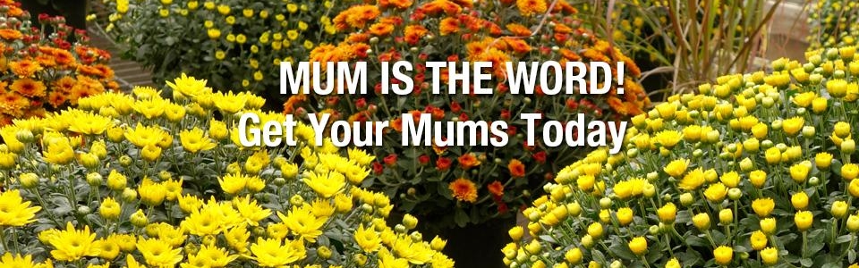 PAYNES_slidersFALL2020mums-1