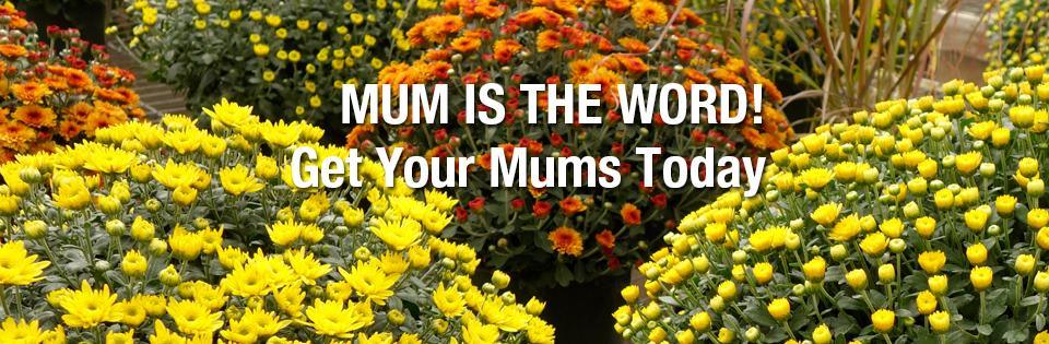 PAYNES_slidersFALL2020mums-1