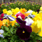 Pansies and violas ready for spring planting in one of Payne's greenhouses.