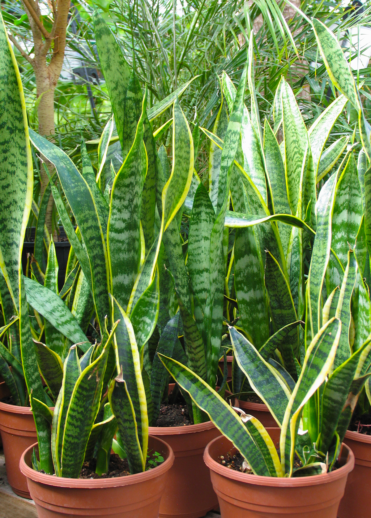 Сансевиерия Snake Plants