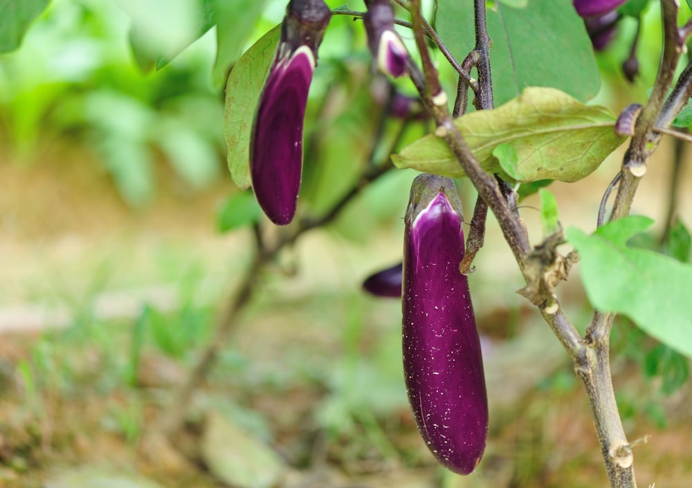 tell-japanese-eggplant-ripe