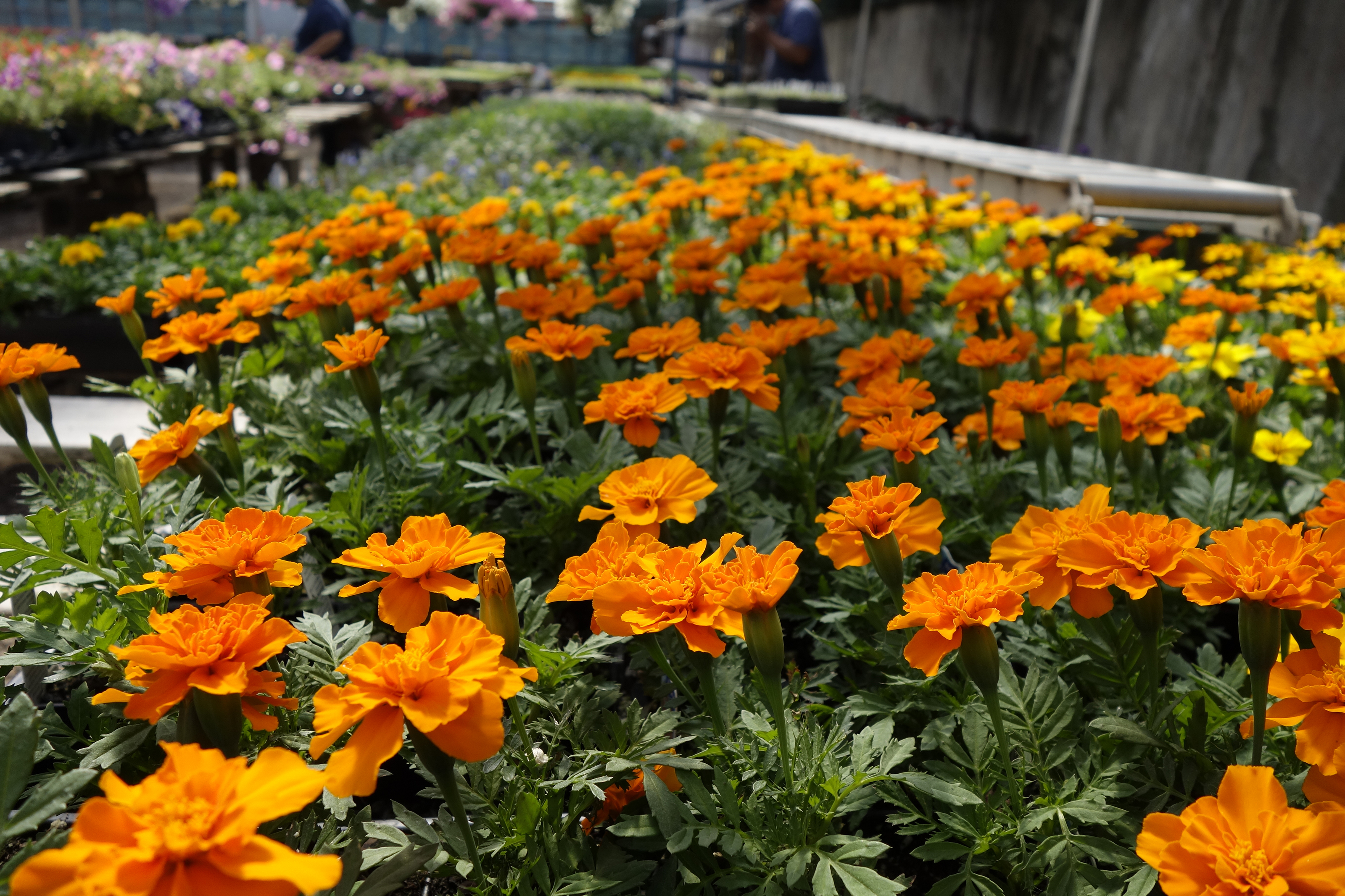 Home - Payne's Nurseries